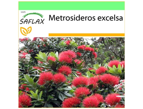SAFLAX Garden to go Árbol de hierro 300 semillas Con maceta, tapa climática y sustrato de cultivo Metrosideros excelsa
