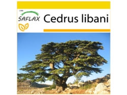 SAFLAX Conjunto de cultivo Cedro del Líbano 20 semillas Con mini invernadero, sustrato de cultivo y 2 macetas Cedrus libani