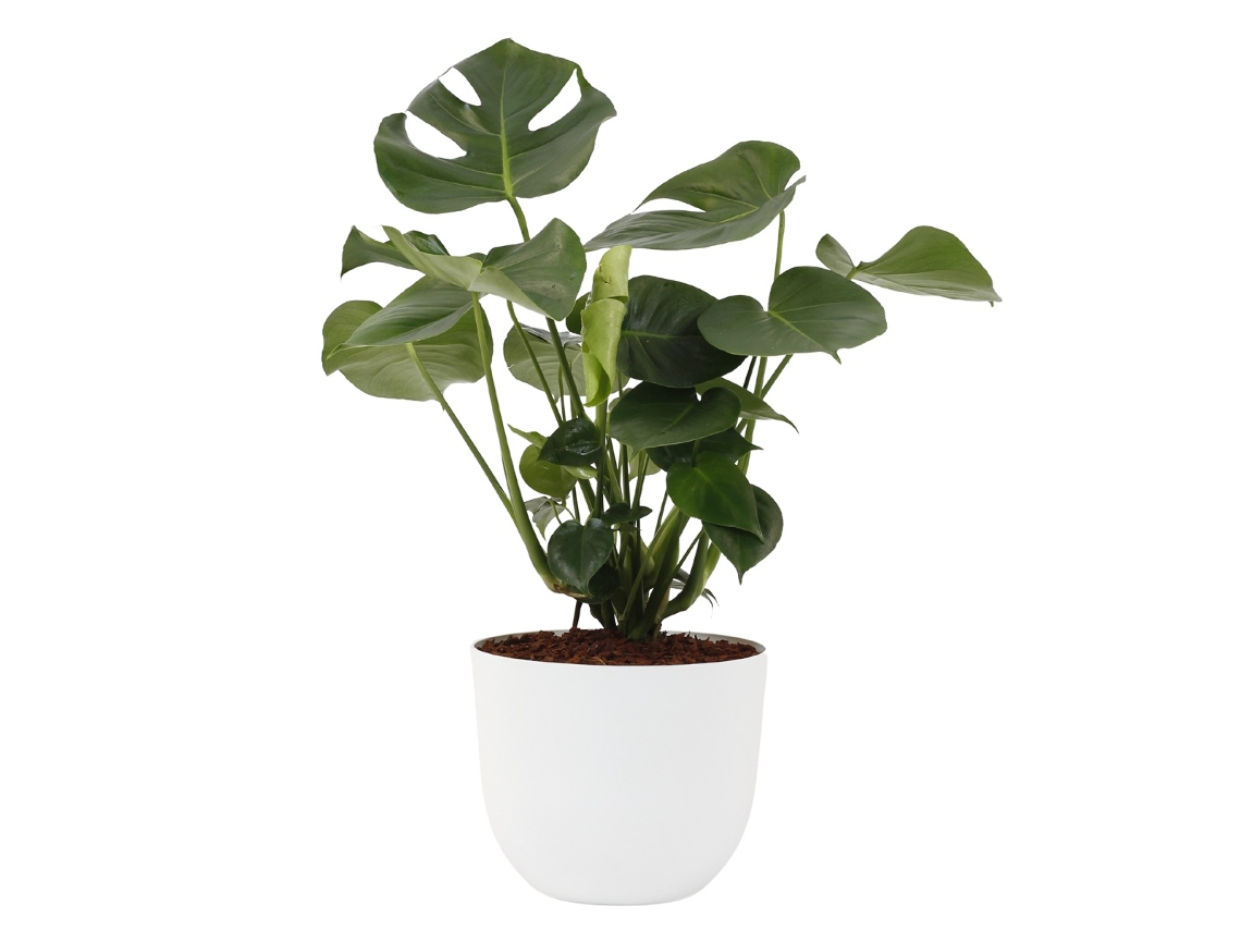 Planta Natural BIOMA PLANTS Monstera c/Florero (Biodegradable, Granito - Blanco)