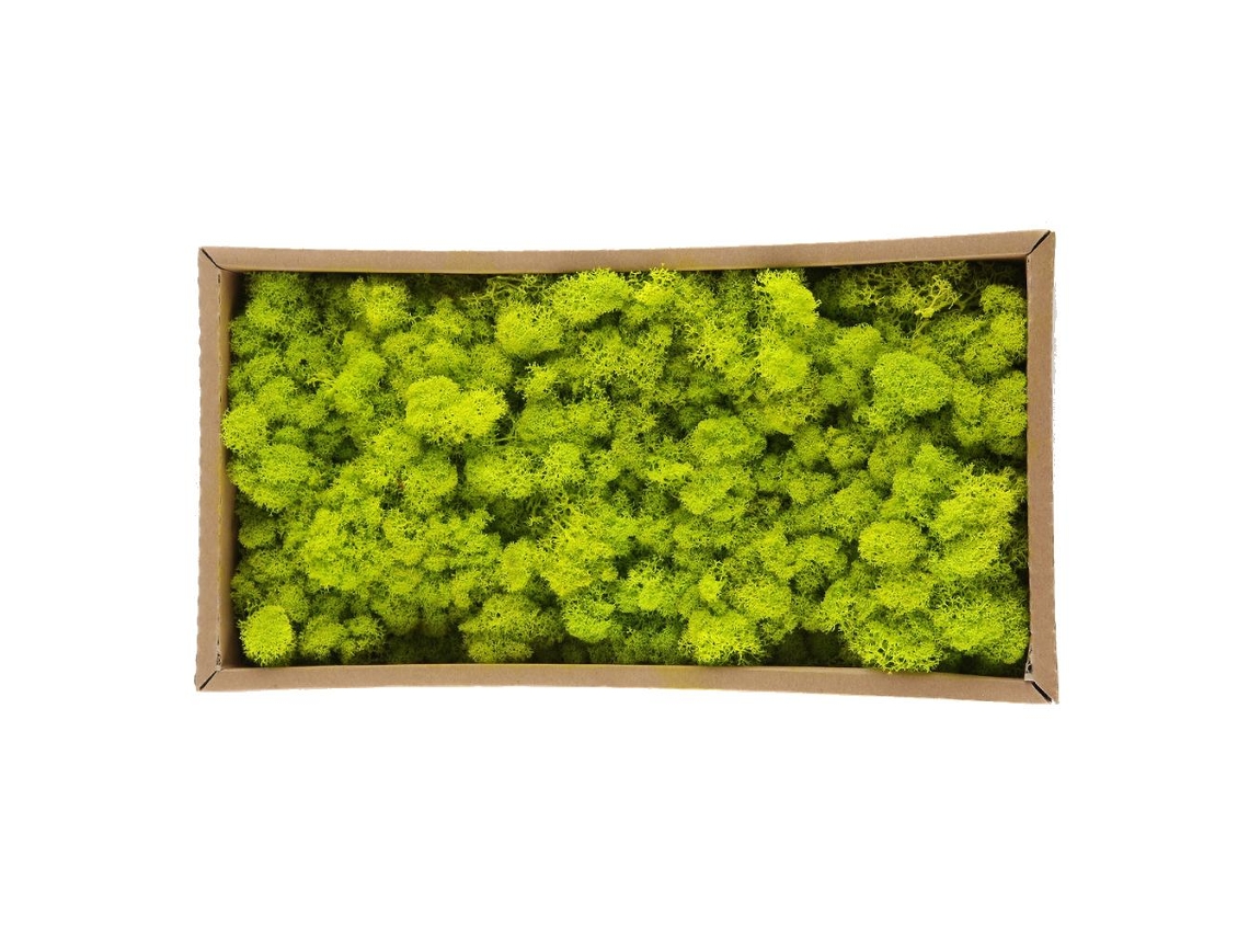 Musgo natural preservado, material decorativo duradero para decoración y modelado