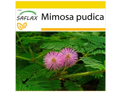 SAFLAX Conjunto de cultivo Sensitiva 70 semillas Con mini invernadero, sustrato de cultivo y 2 macetas Mimosa pudica