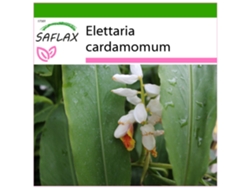 SAFLAX Cardamomo 20 semillas Con sustrato de cultivo libre de gérmenes Elettaria cardamomum