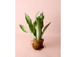 Planta Sansevieria Moonshine M, maceta Ø12 cm