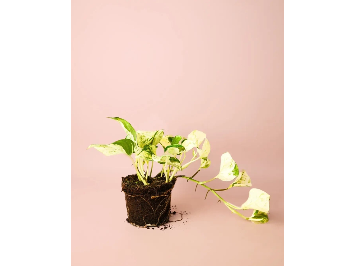 Pothos abigarrado | Planta colgante de interior resistente | Pur Plant