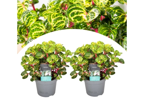 Plantas verdes - PLANT IN A BOX - Iresine Herbstii - Set de 2 - Maceta 13cm - Altura 20-30cm