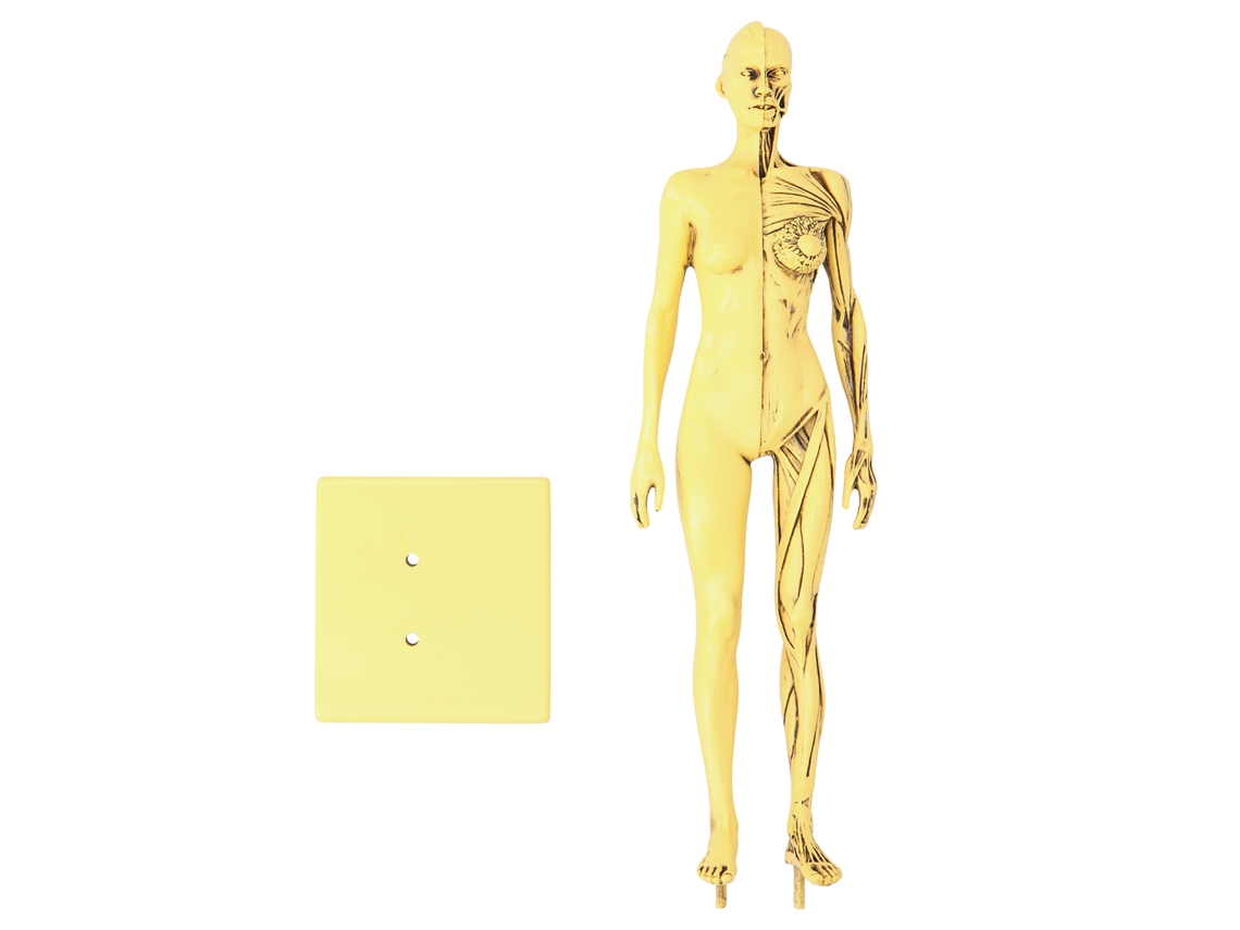 Modelo Anatómico De Músculos Humanos En Resina Para La Enseñanza Y El Dibujo Con Detalles De Músculos Y Huesos.