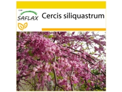 SAFLAX Conjunto de cultivo Árbol del amor 60 semillas Con mini invernadero, sustrato de cultivo y 2 macetas Cercis siliquastrum