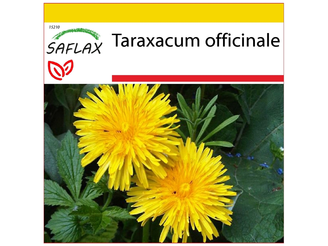 SAFLAX Conjunto de cultivo Diente de león 200 semillas Con mini invernadero, sustrato de cultivo y 2 macetas Taraxacum officinale