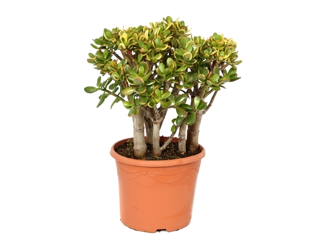 Cactus y suculentas - PLANT IN A BOX - Crassula ovata Sunset - Set de 1 - Maceta 30cm - Altura 55-60cm