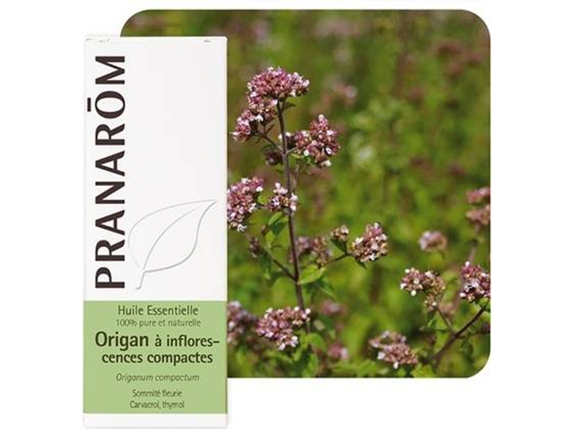 Aceite Essencial PRANAROM Orégão Com Inflorescências Compactas (10 ml de óleo essencial)