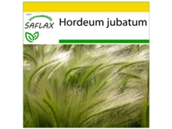 SAFLAX Conjunto de cultivo Cola de ardilla 70 semillas Con mini invernadero, sustrato de cultivo y 2 macetas Hordeum jubatum