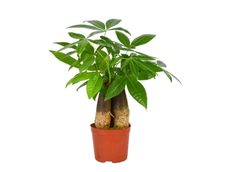 Pachira Aqua Boom 1 Pieza 35 cm EVERSPRING