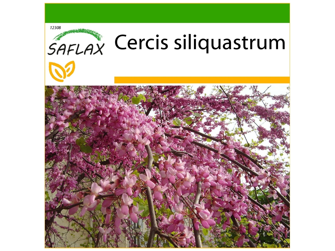 SAFLAX Árbol del amor 60 semillas Con sustrato de cultivo libre de gérmenes Cercis siliquastrum