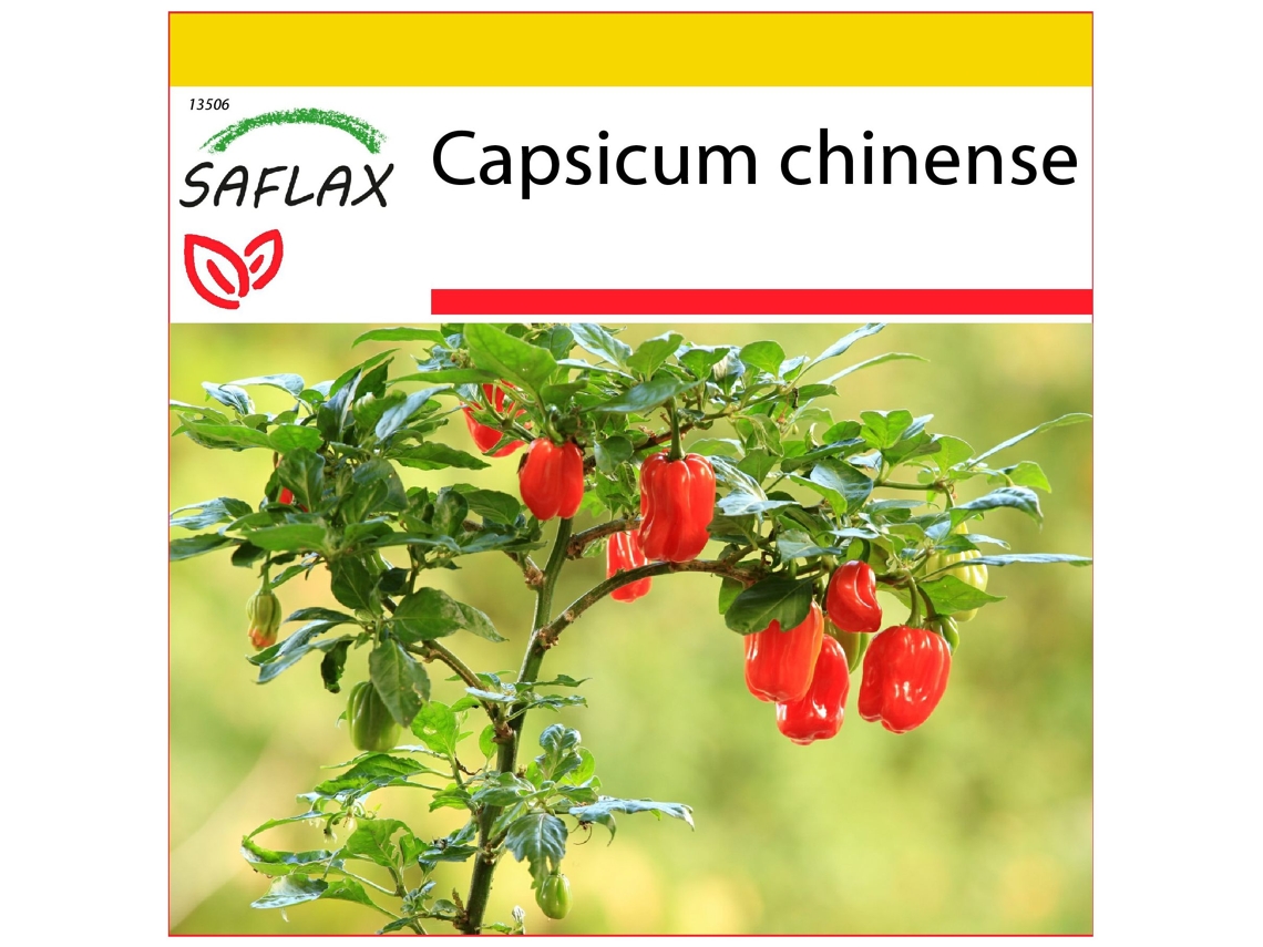 SAFLAX Conjunto de cultivo Chile habanero red antilles 10 semillas Con mini invernadero, sustrato de cultivo y 2 macetas Capsicum chinense