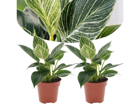 Plantas verdes - PLANT IN A BOX - Philodendron 'White Wave' - Set de 2 - Maceta 12cm - Altura 25-40cm