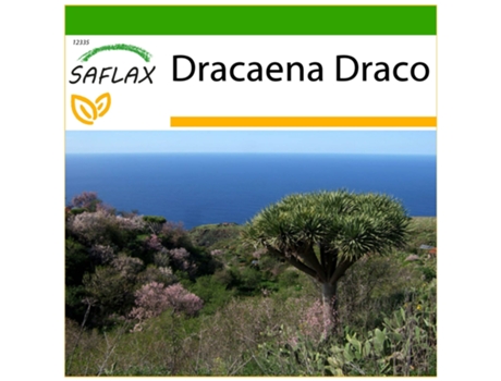 SAFLAX Drago de Canarias 5 semillas Con sustrato de cultivo libre de gérmenes Dracaena Draco