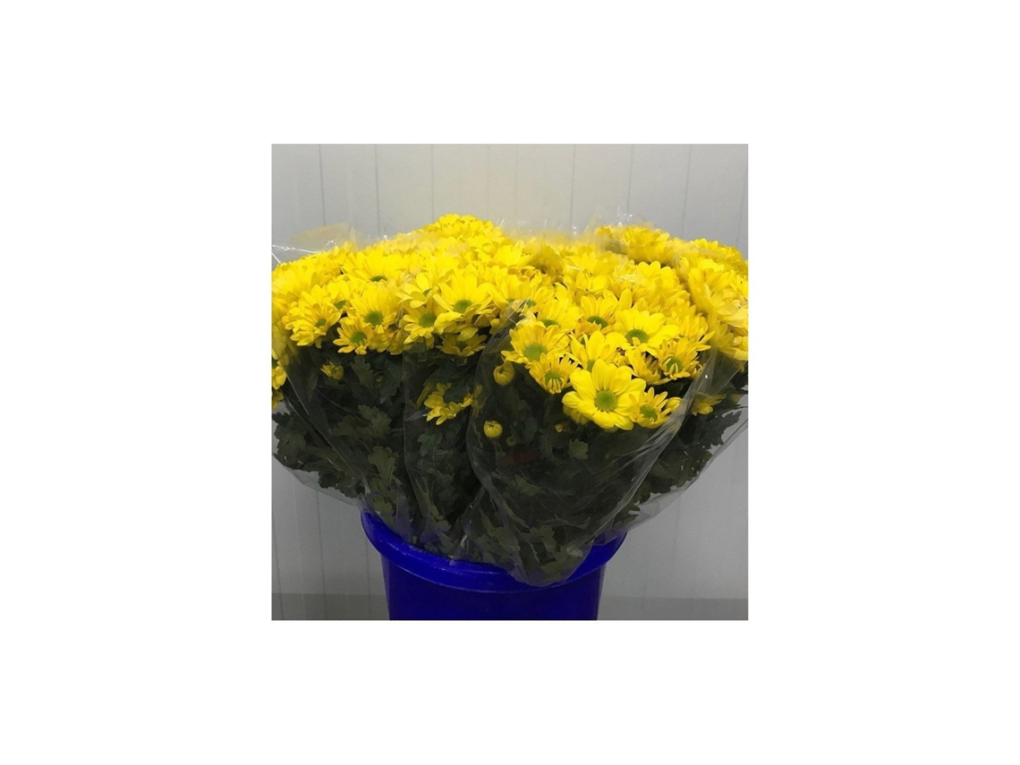 Margarita Crisantemo | Flor Natural | Crisantemo Bacardi | Ramo De 5 Tallos | 70cm De Alto Amarillo