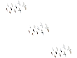 Juego De 3 Pegatinas De Pared Plateadas Removibles Con Diseño De Pájaros Volando.