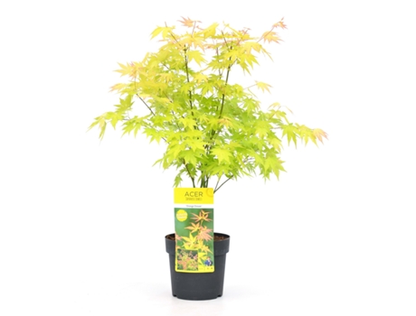 Arces japoneses - PLANT IN A BOX - Acer palmatum ´Orange Dream´ - Set de 1 - Maceta 19cm - Altura 60-70cm