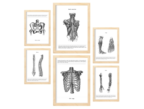 Set de 6 Poster NACNIC Anatomía (A3, A4)