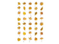 40 pegatinas con temática de hojas para mascotas, pegatinas de material vegetal, pegatinas manuales para hacer tú mismo, pegatinas con temática de plantas, hojas doradas