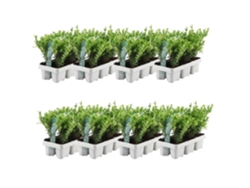 48 Acebo | Plantas de setos resistentes | 48 x Ø7 cm - 15 cm Ilex crenata Jenny | Plantas de seto | Reemplazo de boj