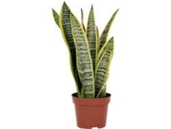 Planta Natural BIOMAPLANTS Sansevieria Laurentii (20- 30 cm)