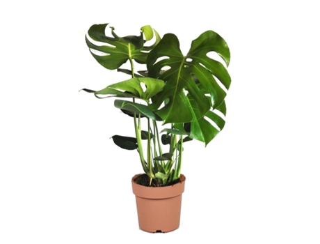 Plantas verdes - PLANT IN A BOX - Monstera Deliciosa - Set de 1 - Maceta 21cm - Altura 70-80cm