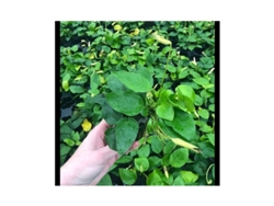 Anubias Nana "golden"