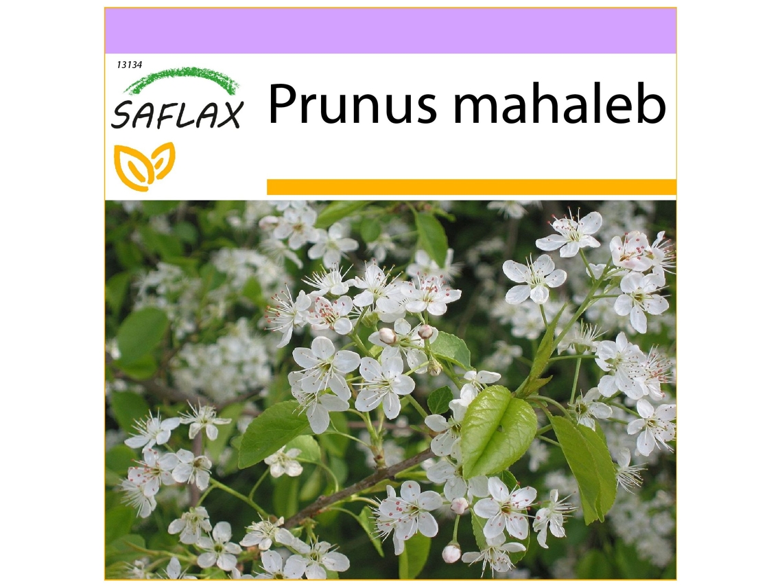 SAFLAX Cerezo de Santa Lucia 30 semillas Prunus mahaleb