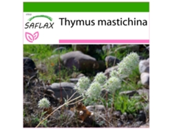 SAFLAX Tomillo blanco 250 semillas Con sustrato de cultivo libre de gérmenes Thymus mastichina