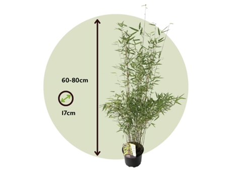 Bambú - PLANT IN A BOX - Fargesia nitida 'Red Dragon' - Set de 4 - Maceta 17cm - Altura 60-80cm