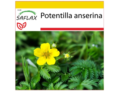 SAFLAX Conjunto de cultivo Potentilla 20 semillas Con mini invernadero, sustrato de cultivo y 2 macetas Potentilla anserina
