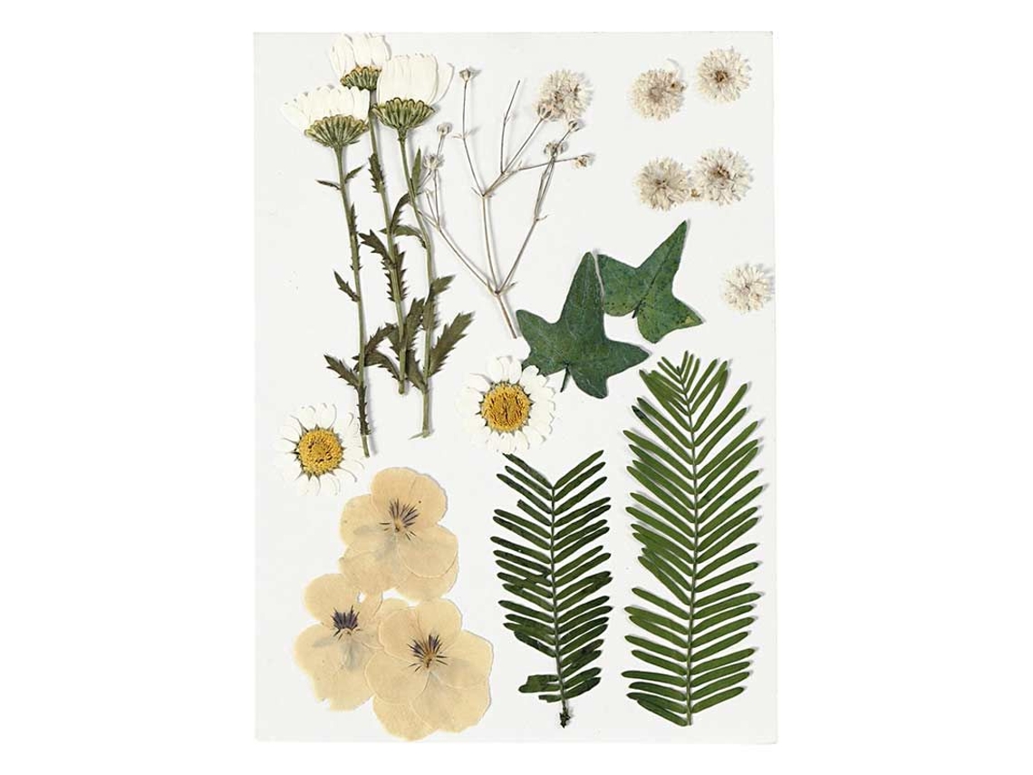 Flores Secas Y Hojas Prensadas Blanco Hueso 19 Piezas Aprox.