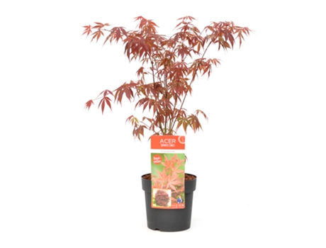 Arces japoneses - PLANT IN A BOX - Acer palmatum ´Atropurpureum´ - Set de 1 - Maceta 19cm - Altura 60-70cm