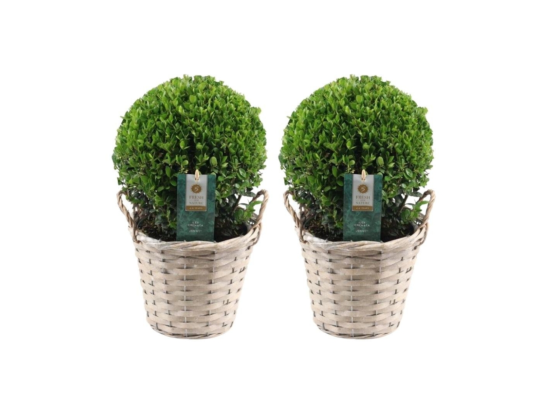 Bola de acebo | 2x Ilex crenata Pelota Jenny en cesta | Conjunto de 2 piezas | 20 cm Ø diámetro | reemplazo de boj | plantas | plantas de jardin