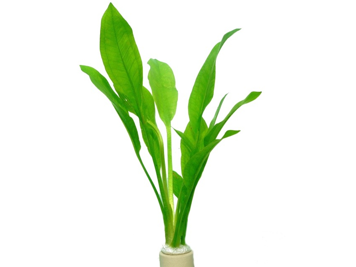 Echinodorus Bleheri
