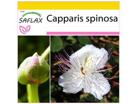 SAFLAX Conjunto de cultivo Alcaparro 25 semillas Con mini invernadero, sustrato de cultivo y 2 macetas Capparis spinosa