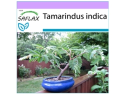 SAFLAX Tamarindo 4 semillas Tamarindus indica