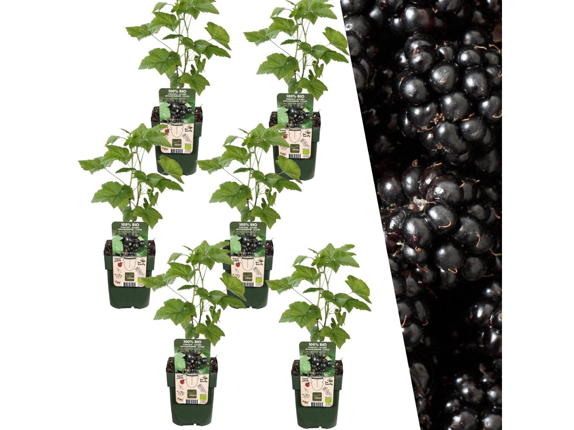 Plantas de Frank | 6 plantas de mora | 100 plantas frutales orgánicas | Moras | Plantas de jardín | Plantas resistentes para el jardín