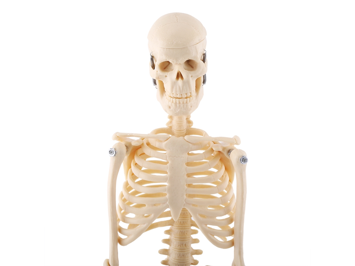 Modelo Anatómico Del Esqueleto Humano Con Base, Herramienta Didáctica Médica, 45 Cm.