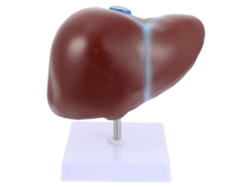 Modelo Anatómico Del Hígado Humano Con Base Realista Para La Enseñanza Médica Y Los Estudios De Fisiología.