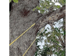 Sierra De Cuerda Portátil De 48 Pulgadas Con Acceso Elevado Y Hojas En Ambos Lados.