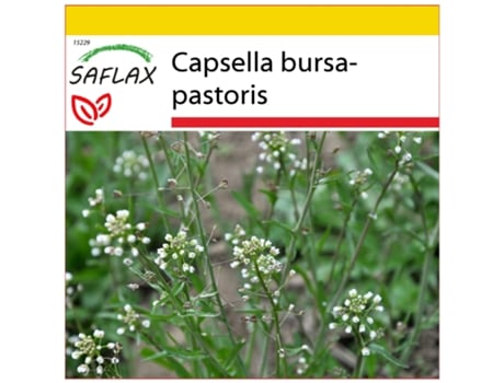 SAFLAX Conjunto de cultivo Bolsa de Pastor 1000 semillas Con mini invernadero, sustrato de cultivo y 2 macetas Capsella bursa-pastoris