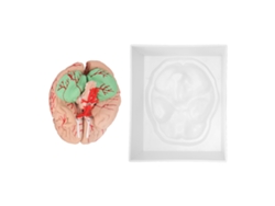 Modelo anatómico del cerebro humano con 8 piezas desmontables para estudio y enseñanza en el aula.
