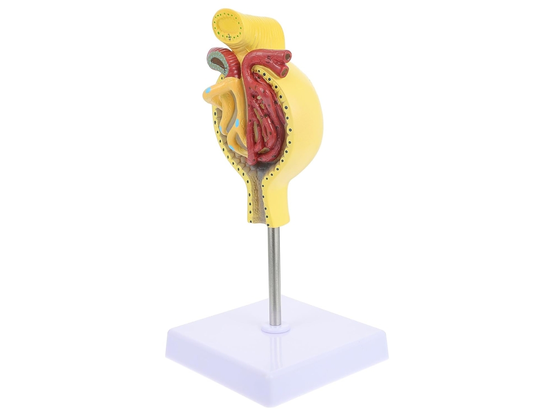Modelo Anatómico Del Glomérulo Humano Con Base: Modelo Médico Realista Para La Enseñanza De La Anatomía.