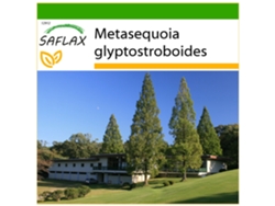 SAFLAX Metasecuoya 60 semillas Con sustrato de cultivo libre de gérmenes Metasequoia glyptostroboides