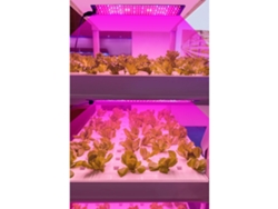 Bj-painel De Luz Led De Espectro Completo Para Crescimento Vegetal Com Temporizador 24h E 6 Níveis De Intensidade