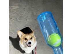 Juguetes para perros, juguetes con forma de botella para perros, juguetes con forma de botella de agua para perros, azul, G Rosewell