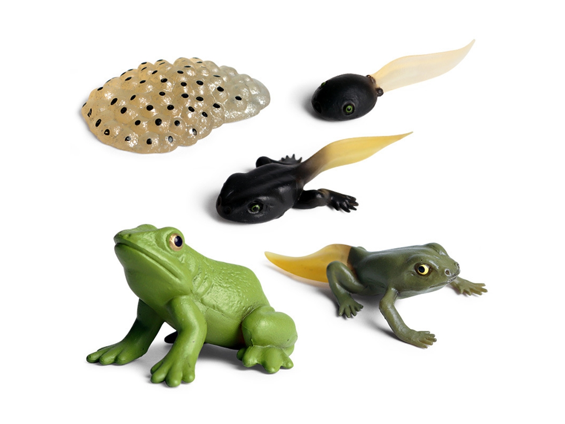 2026-modelos De Animales Simulados Ciclo De Crecimiento Gallo Hormiga Rana Tortuga Mosquito Figuras De Acción Pvc Juguete Para Niños